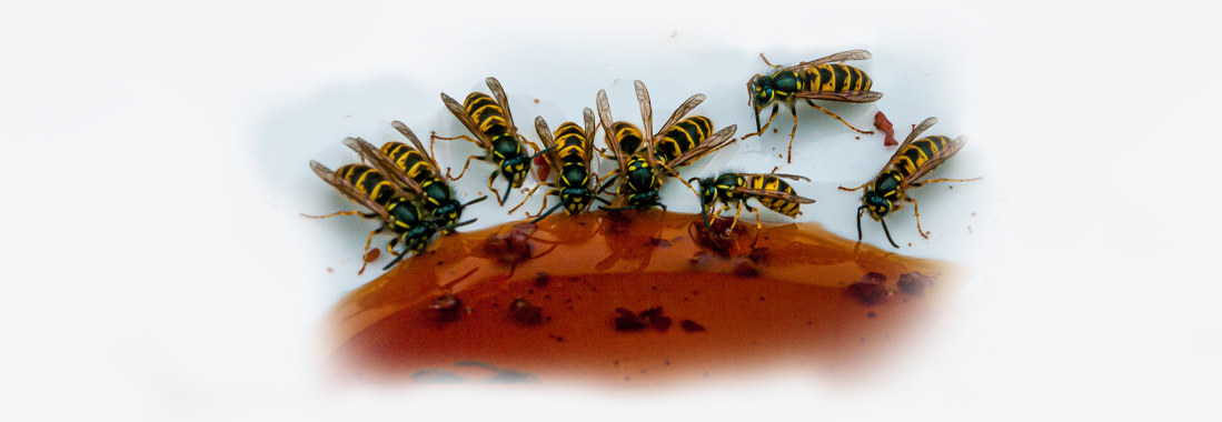 bee